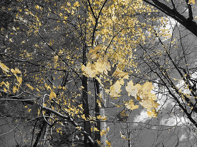 http://www.tdfarch.com/files/gimgs/th-22_rural07_letchworth.jpg