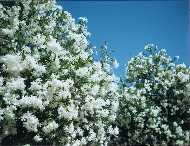 http://www.tdfarch.com/files/gimgs/th-24_film10_nocal.jpg